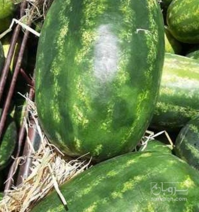 فروش هندوانه بیضی سورت شده