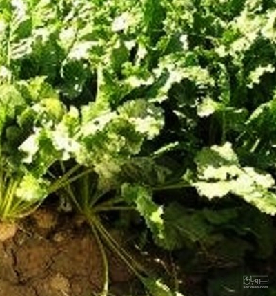 فروش چغندر قند