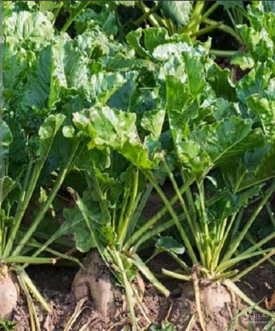 فروش چغندر قند