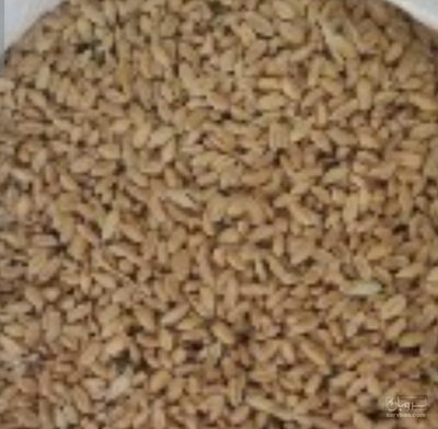 فروش گندم
