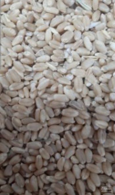 فروش گندم