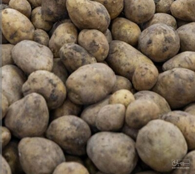 فروش سیب زمینی
