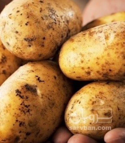 فروش سیب زمینی
