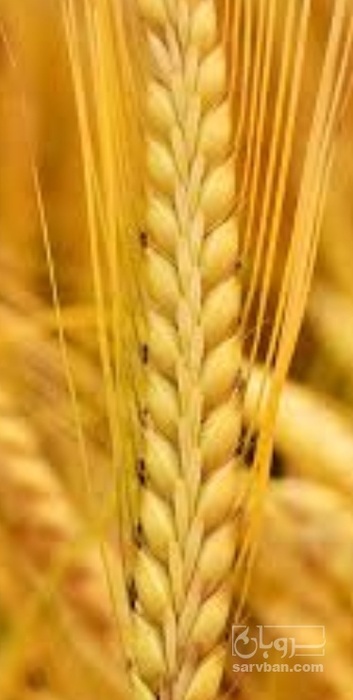 فروش گندم