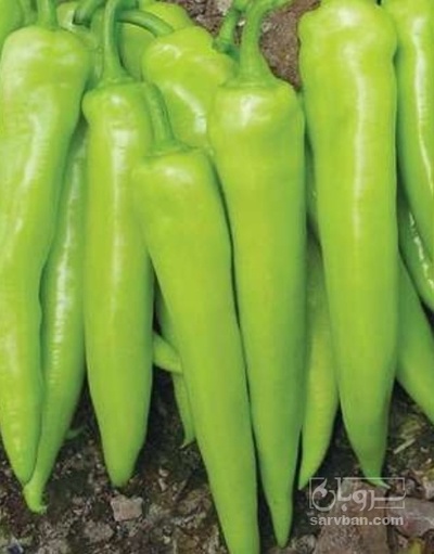 فروش فلفل کاپی سبز