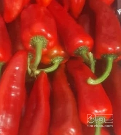 فروش فلفل کاپی قرمز