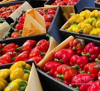 فروش فلفل دلمه ای