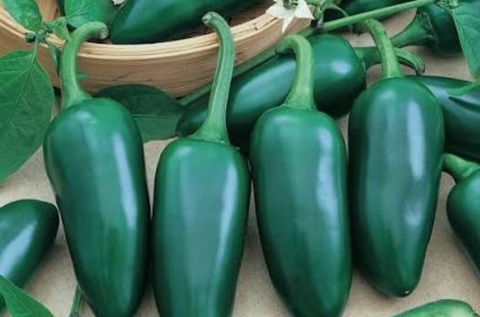 فروش فلفل هالوپینو