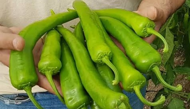 فروش فلفل شمشیری