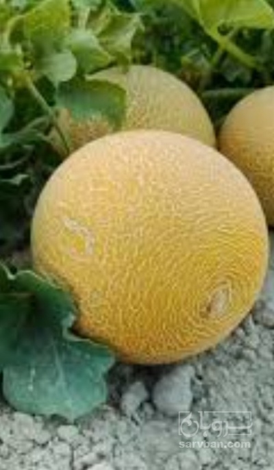 فروش ملون تک رج