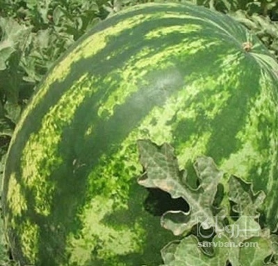 فروش هندوانه گرد