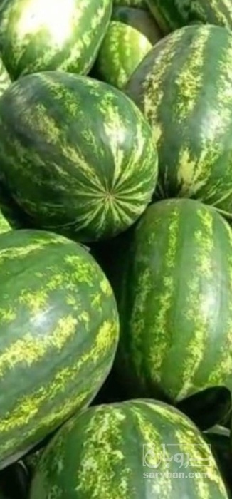 فروش هندوانه بیضی اصل پرو