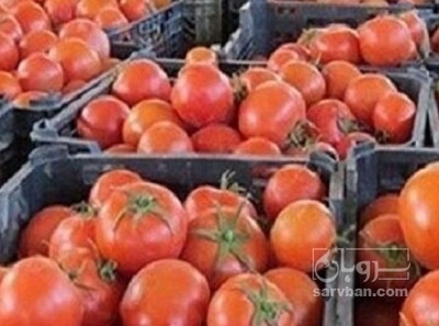 فروش  تمام ارقام گوجه فرنگی هوای ازاد