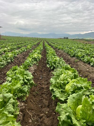 فروش کاهو ایسبرگ - آیسبرگ