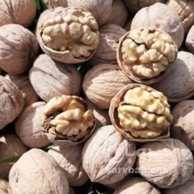 فروش گردو