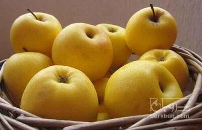 فروش سیب زرد