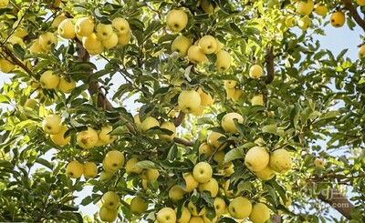 فروش سیب زرد