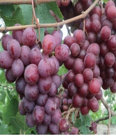 فروش انگور یاقوتی