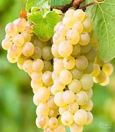 فروش انگورعسگری