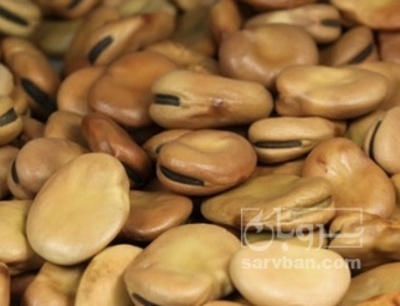 فروش باقلا خشک بذری