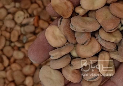 فروش باقلا خشک خوراکی