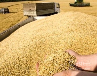 فروش گندم