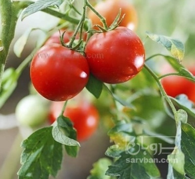 فروش گوجه فرنگی