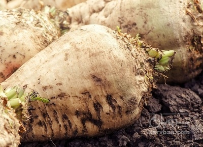 فروش چغندر قند