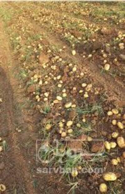 فروش سیب زمینی