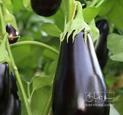 فروش بادمجان لامپی