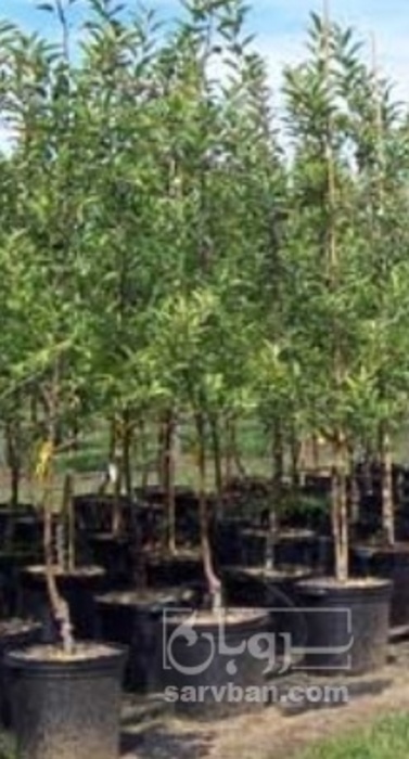 فروش نهال آلبالو