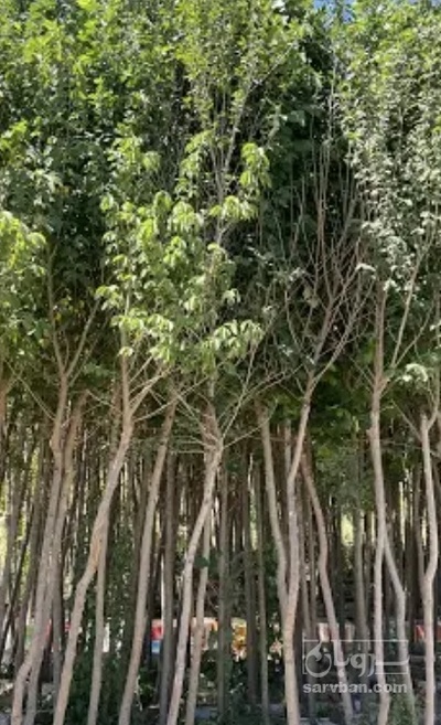 فروش نهال گیلاس