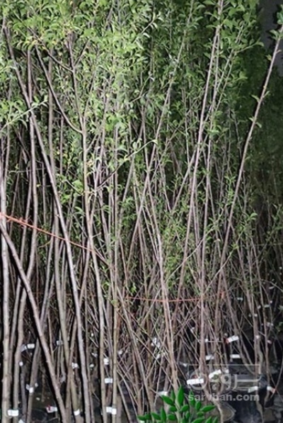 فروش نهال شلیل