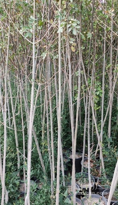 فروش نهال هلو