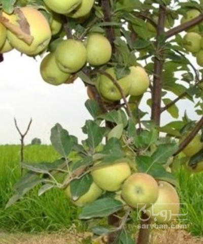 فروش نهال سیب