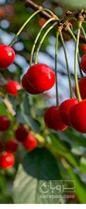 فروش نهال آلبالو