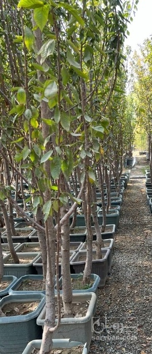 فروش نهال گیلاس