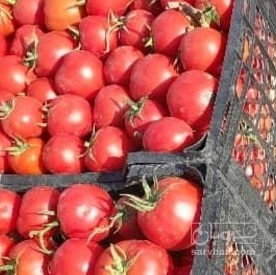 فروش گوجه فرنگی