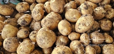 فروش سیب زمینی کارلیا