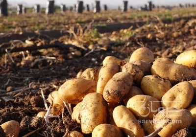 فروش سیب زمینی کنستانس