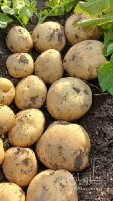 فروش سیب زمینی کلمبا