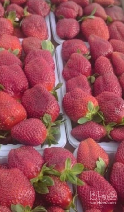 فروش توت فرنگی