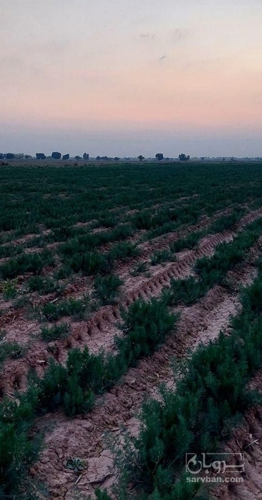 فروش شوید تازه هکتاری