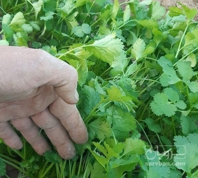 فروش گشنیز صادراتی