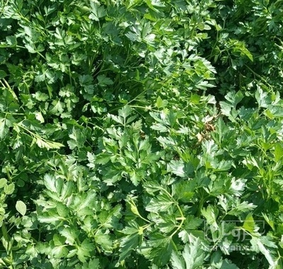 فروش جعفری تازه هکتاری