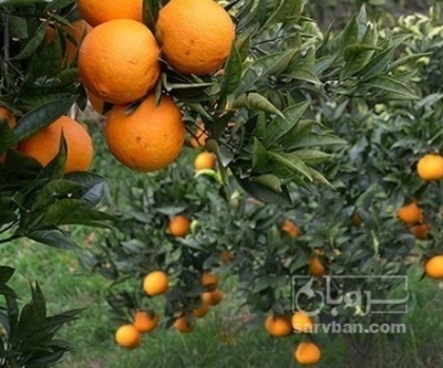 فروش پرتقال