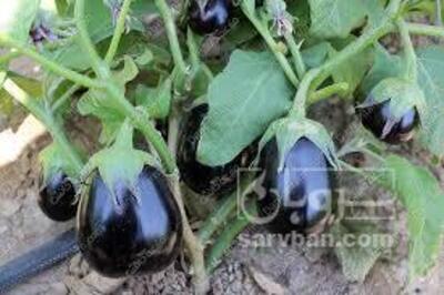 فروش بادمجان دلمه ای