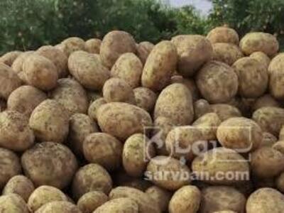فروش سیب زمینی
