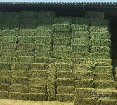 فروش یونجه