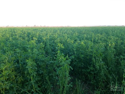فروش یونجه